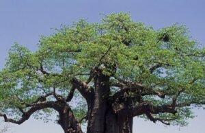 Climate Change Threatens Baobab Trees In Northern Nigeria.
