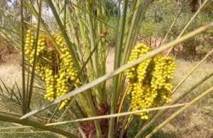 Jigawa Govt’ empowers 2082 youths with Date Palm farming training